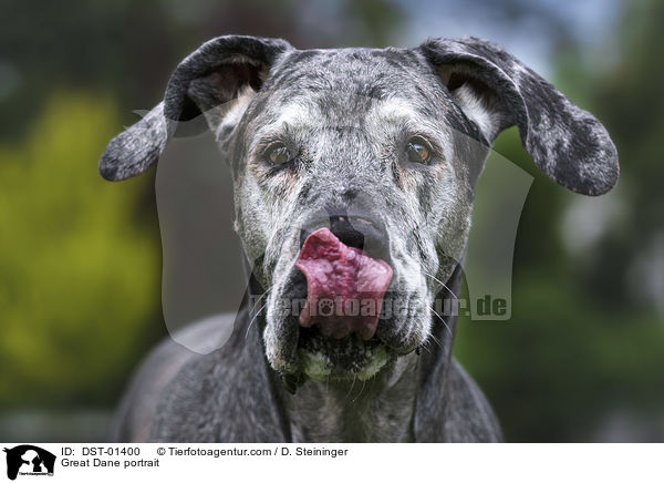 Deutsche Dogge Portrait / Great Dane portrait / DST-01400