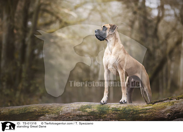 stehende Deutsche Dogge / standing Great Dane / TS-01316