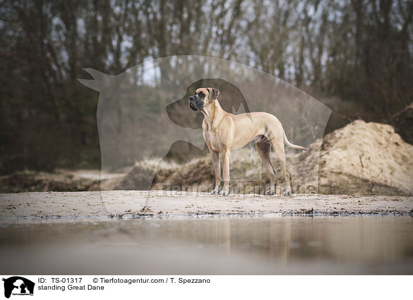 stehende Deutsche Dogge / standing Great Dane / TS-01317