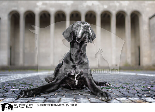 alte Deutsche Dogge / old Great Dane / MAH-01607