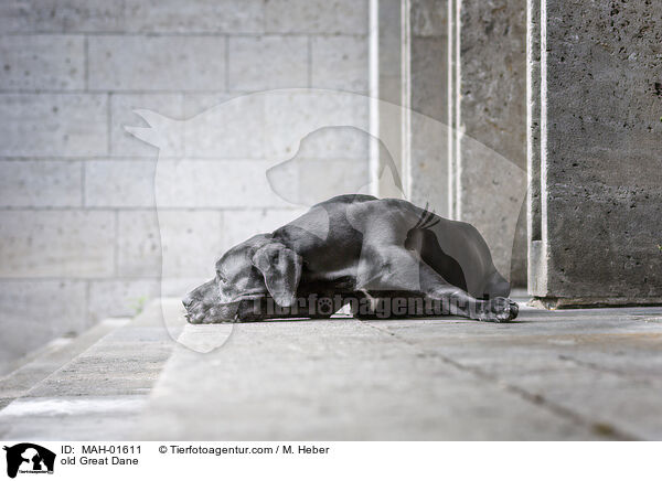 alte Deutsche Dogge / old Great Dane / MAH-01611