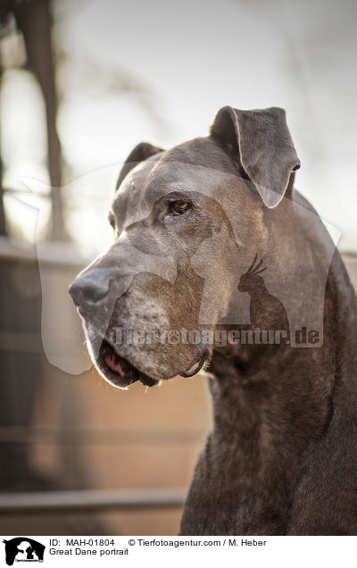 Deutsche Dogge Portrait / Great Dane portrait / MAH-01804