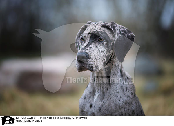 Deutsche Dogge Portrait / Great Dane Portrait / UM-02257