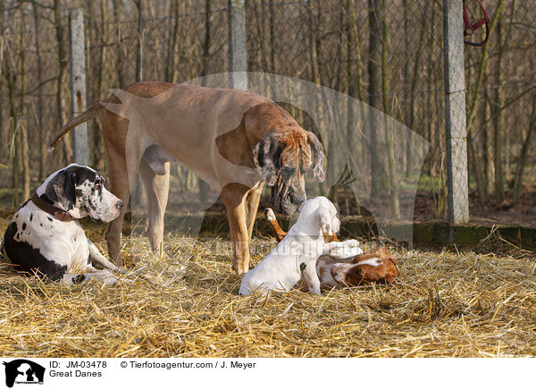 Deutsche Doggen / Great Danes / JM-03478