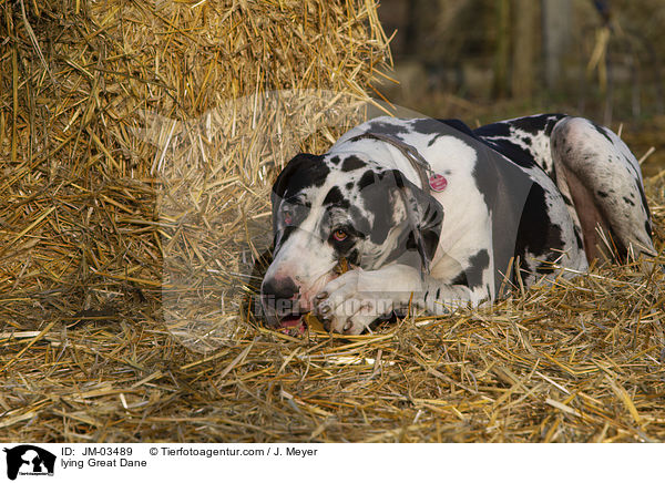 liegende Deutsche Dogge / lying Great Dane / JM-03489