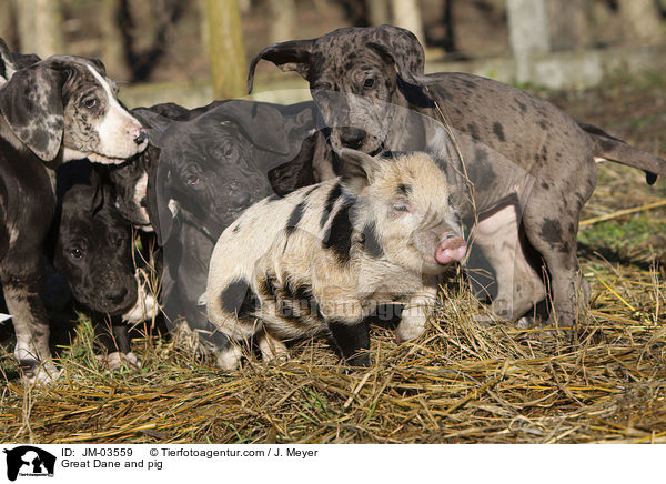 Deutsche Dogge und Schwein / Great Dane and pig / JM-03559