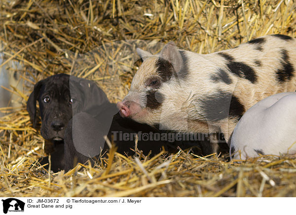 Deutsche Dogge und Schwein / Great Dane and pig / JM-03672