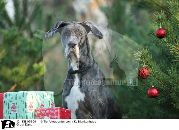 Deutsche Dogge / Great Dane / KB-05359