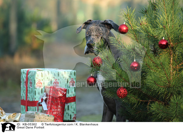 Deutsche Dogge Portrait / Great Dane Portrait / KB-05362
