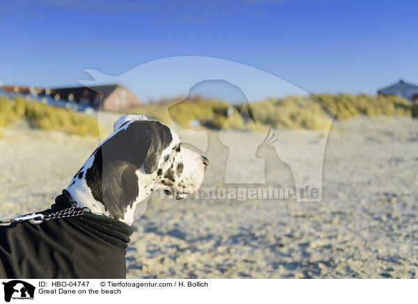 Deutsche Dogge am Strand / Great Dane on the beach / HBO-04747