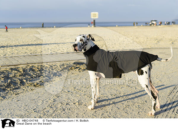 Deutsche Dogge am Strand / Great Dane on the beach / HBO-04748