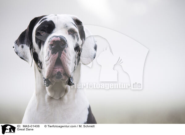 Deutsche Dogge / Great Dane / MAS-01406