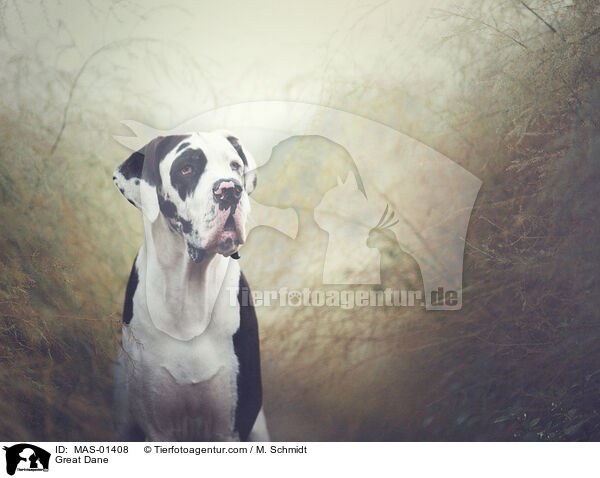Deutsche Dogge / Great Dane / MAS-01408