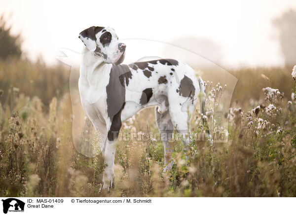 Deutsche Dogge / Great Dane / MAS-01409