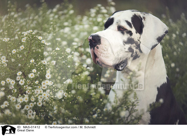 Deutsche Dogge / Great Dane / MAS-01412
