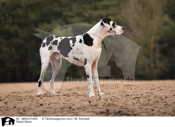 Deutsche Dogge / Great Dane / MAS-01462