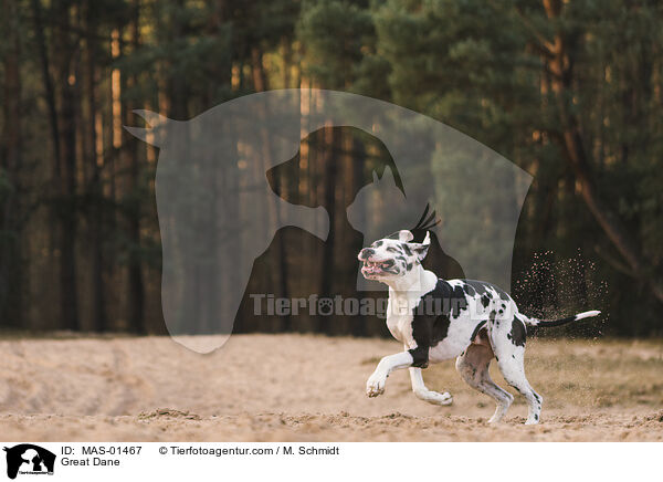 Deutsche Dogge / Great Dane / MAS-01467