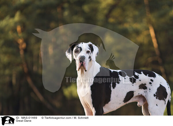 Deutsche Dogge / Great Dane / MAS-01469