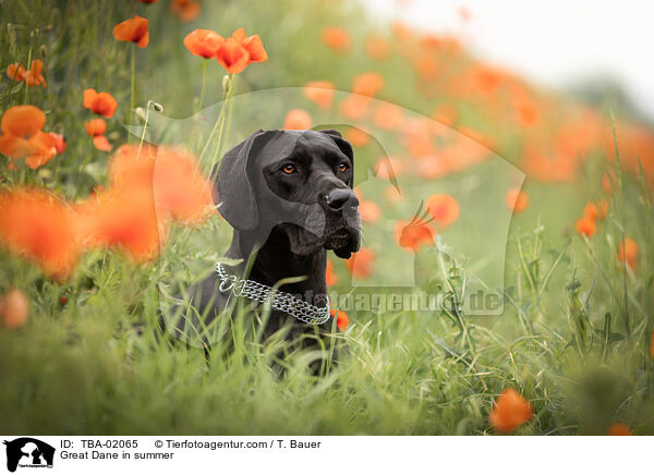 Deutsche Dogge im Sommer / Great Dane in summer / TBA-02065