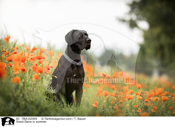 Deutsche Dogge im Sommer / Great Dane in summer / TBA-02069