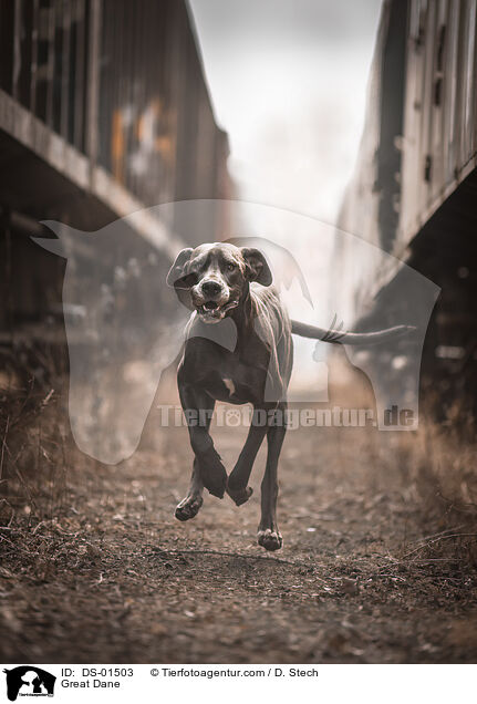 Deutsche Dogge / Great Dane / DS-01503