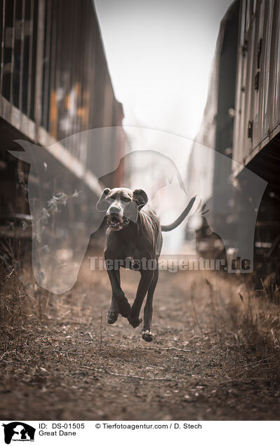 Deutsche Dogge / Great Dane / DS-01505