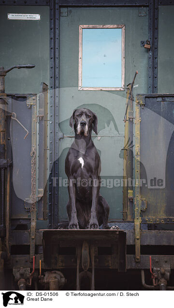 Deutsche Dogge / Great Dane / DS-01506