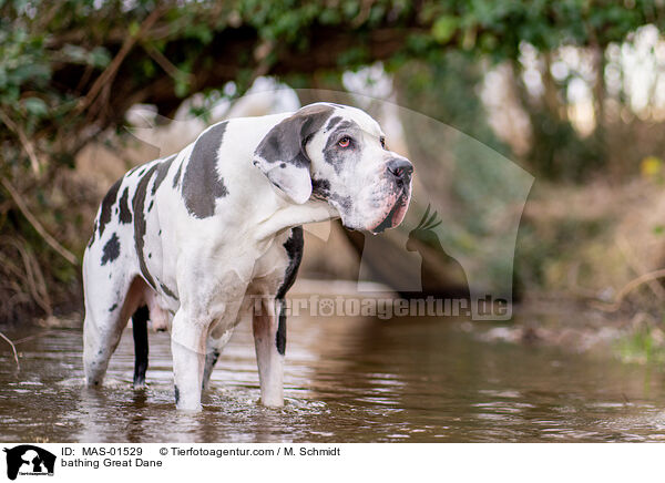 badende Deutsche Dogge / bathing Great Dane / MAS-01529