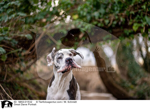 Deutsche Dogge Portrait / Great Dane Portrait / MAS-01532