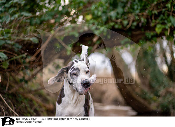 Deutsche Dogge Portrait / Great Dane Portrait / MAS-01534