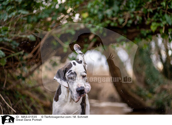 Deutsche Dogge Portrait / Great Dane Portrait / MAS-01535
