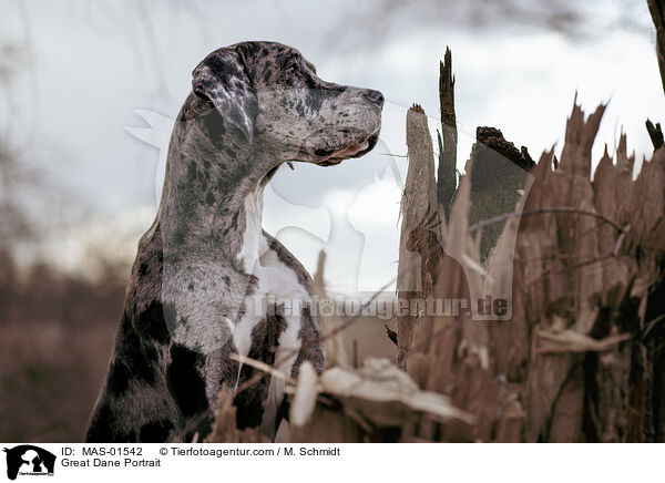 Deutsche Dogge Portrait / Great Dane Portrait / MAS-01542
