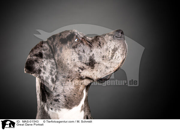 Deutsche Dogge Portrait / Great Dane Portrait / MAS-01543