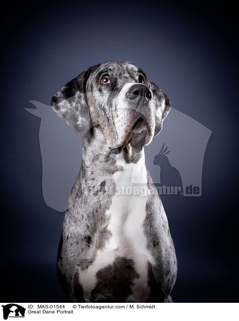 Deutsche Dogge Portrait / Great Dane Portrait / MAS-01544