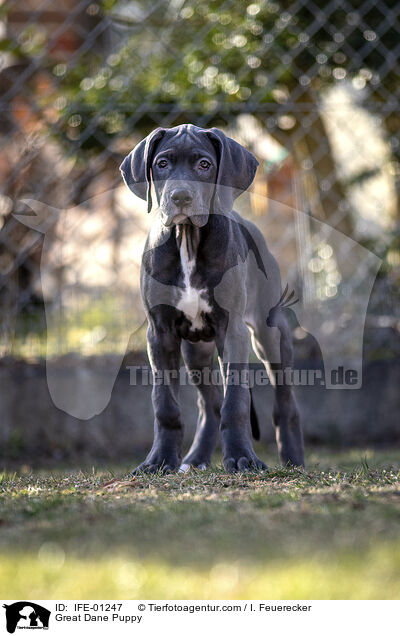Deutsche Dogge Welpe / Great Dane Puppy / IFE-01247