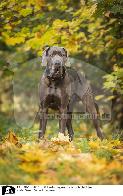 Deutsche Dogge Rde im Herbst / male Great Dane in autumn / RR-105107