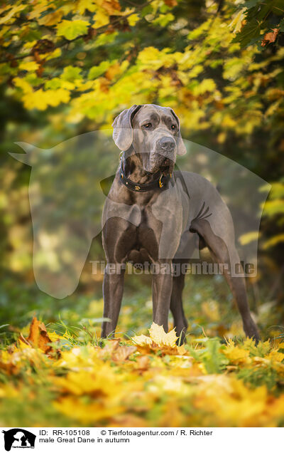Deutsche Dogge Rde im Herbst / male Great Dane in autumn / RR-105108
