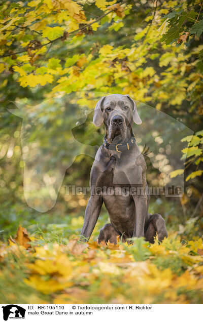 Deutsche Dogge Rde im Herbst / male Great Dane in autumn / RR-105110