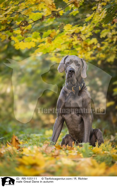 Deutsche Dogge Rde im Herbst / male Great Dane in autumn / RR-105111