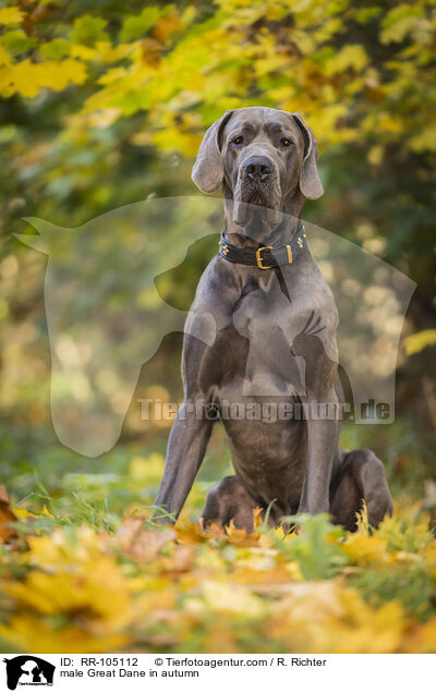 Deutsche Dogge Rde im Herbst / male Great Dane in autumn / RR-105112