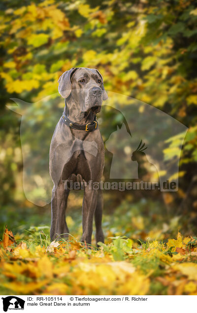 Deutsche Dogge Rde im Herbst / male Great Dane in autumn / RR-105114