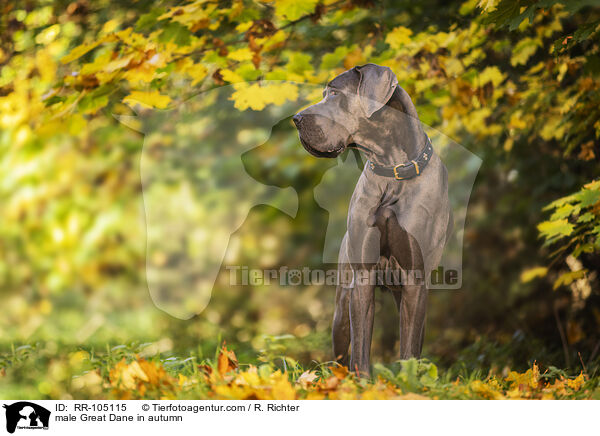 Deutsche Dogge Rde im Herbst / male Great Dane in autumn / RR-105115