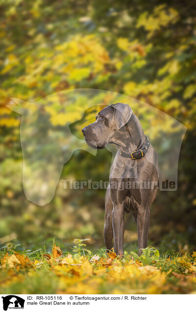 Deutsche Dogge Rde im Herbst / male Great Dane in autumn / RR-105116
