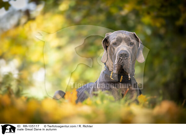Deutsche Dogge Rde im Herbst / male Great Dane in autumn / RR-105117