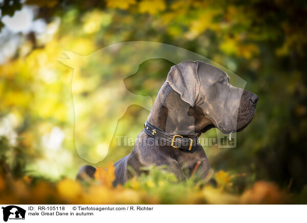 Deutsche Dogge Rde im Herbst / male Great Dane in autumn / RR-105118
