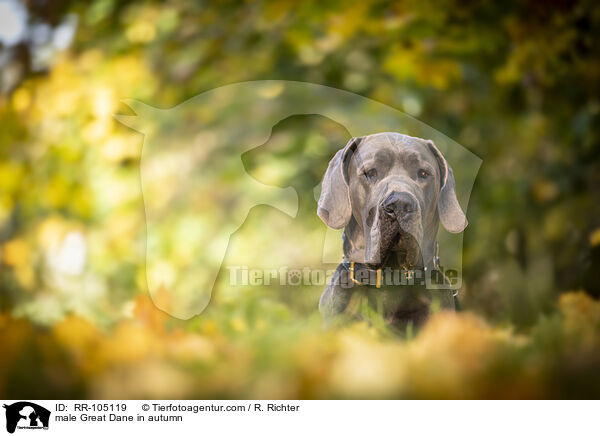 Deutsche Dogge Rde im Herbst / male Great Dane in autumn / RR-105119