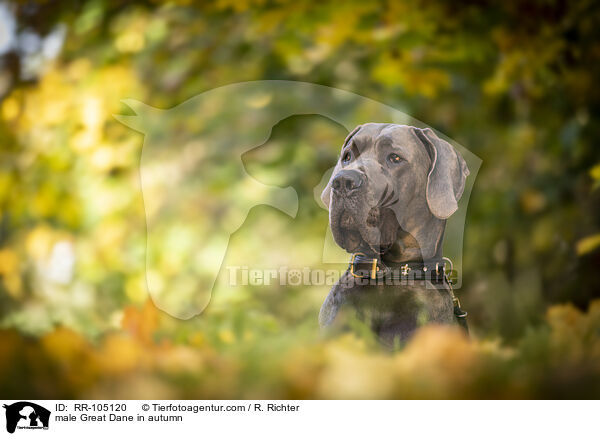Deutsche Dogge Rde im Herbst / male Great Dane in autumn / RR-105120