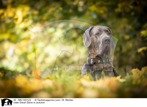 Deutsche Dogge Rde im Herbst / male Great Dane in autumn / RR-105122