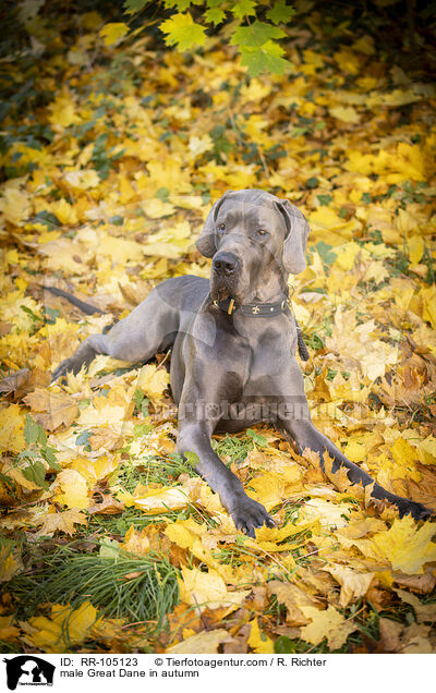 Deutsche Dogge Rde im Herbst / male Great Dane in autumn / RR-105123