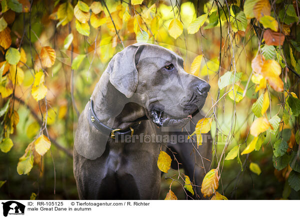 Deutsche Dogge Rde im Herbst / male Great Dane in autumn / RR-105125